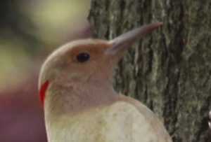 Northern_Flicker_MtAuburn_20120430_JohnHarrison_024_head