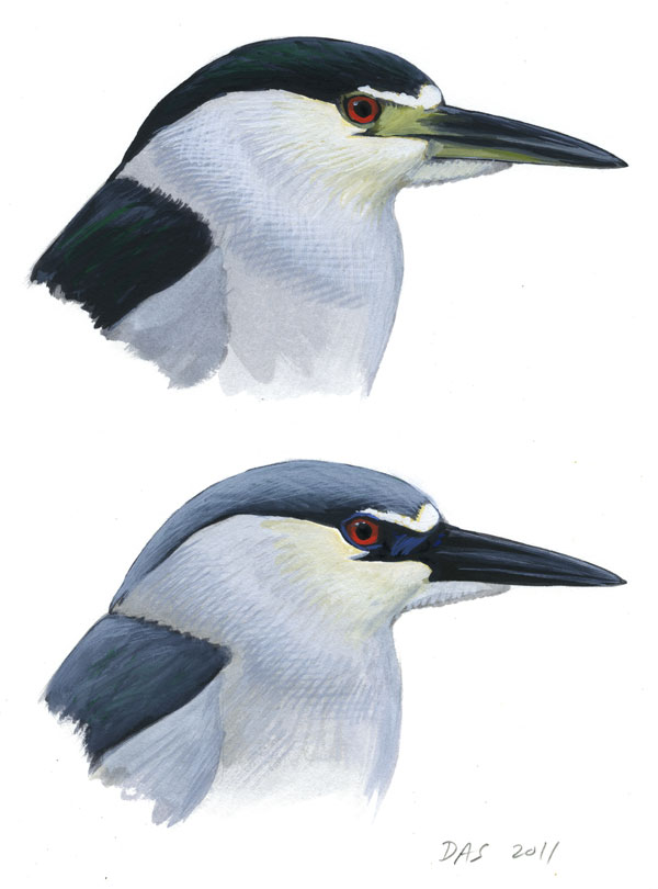 Nycticorax_nycticorax_001_web
