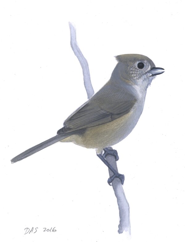 Oak Titmouse original art