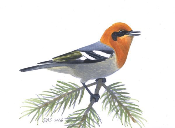 Olive Warbler