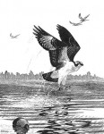 Osprey_print