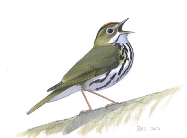 Ovenbird