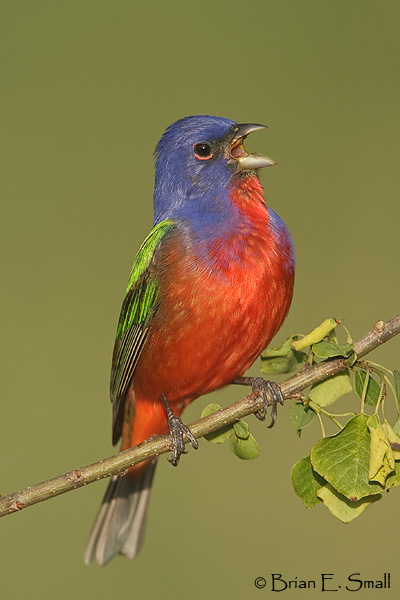 Painted-Bunting_T0B19497