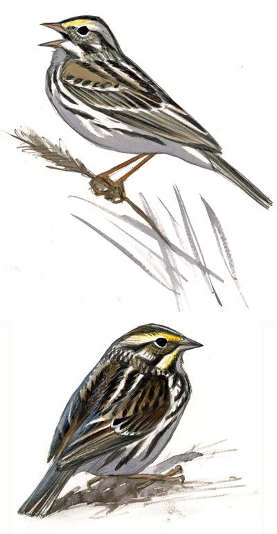 Passerculus_sandwichensis_subspPhenology_web
