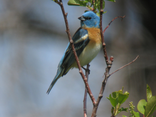 Passerina_amoena_PineButte_MT_06052009IMG_2520_web