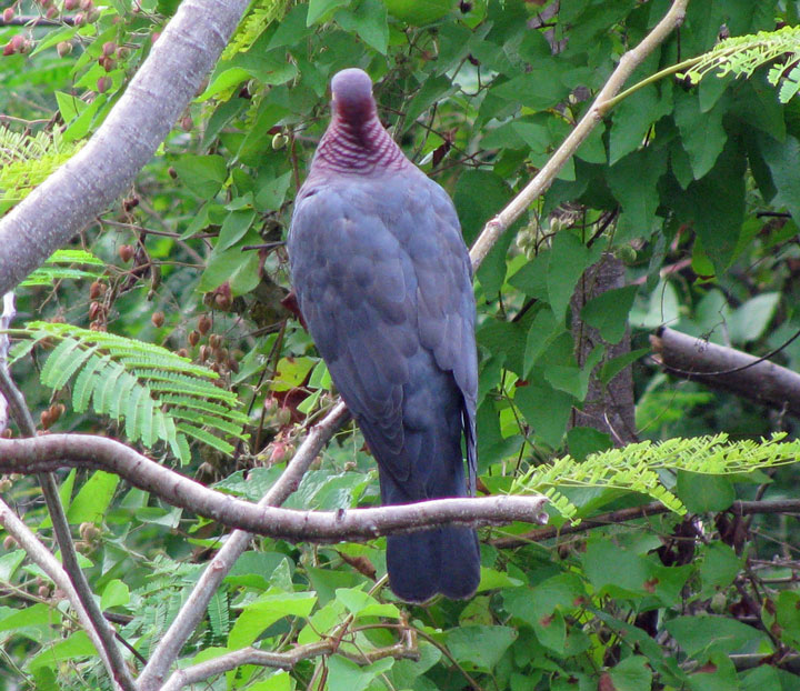 Patagioenas_squamosa_back