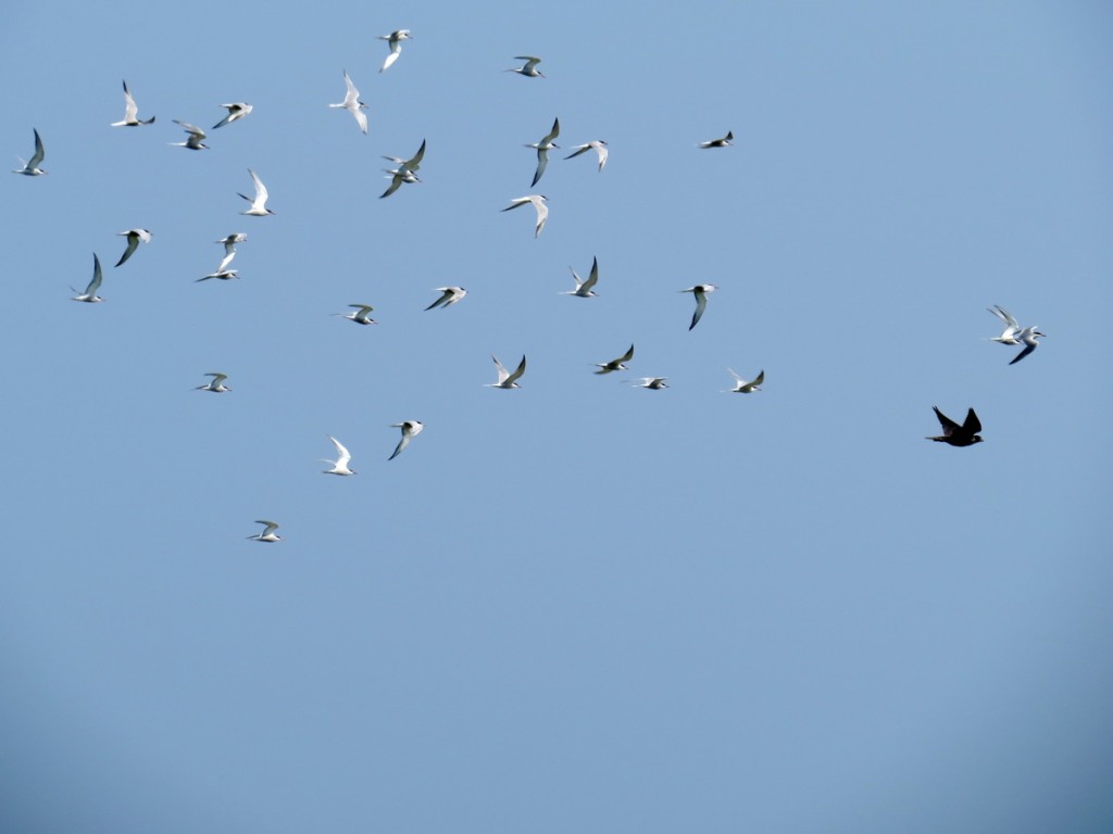 Peregrine_Falcon_GreatGullIslandNY_IMG_3352_2015-07-05_web