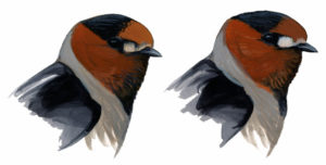 Petrochelidon_pyrrhonota_swainsoni_heads