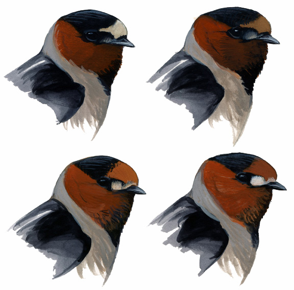 Petrochelidon_pyrrhonota_tachina_vs_swainsoni