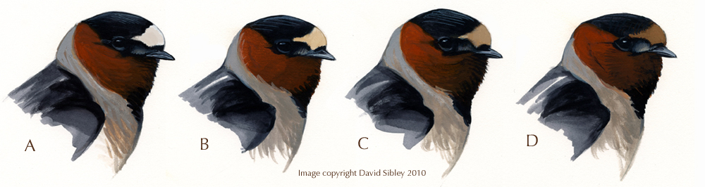 Petrochelidon_pyrrhonota_variation_web