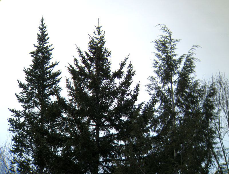 Picea_rubens_Abies_balsamifera_Tsuga_canadensis_BrettonWoods_NH_20110224IMG_3578_web