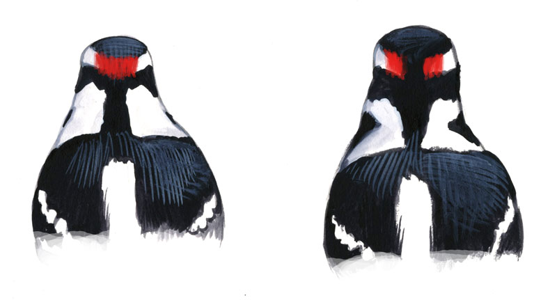 Picoides_head_pattern_male_web