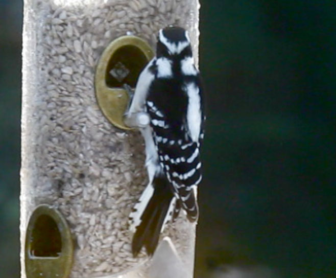 Picoides_pubescens_5