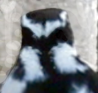 Picoides_pubescens_falseface