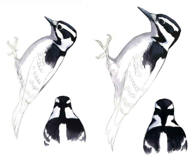 female and male downy woodpecker