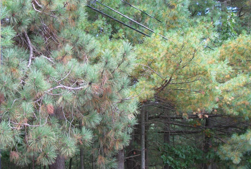 Pinus_resinosa_strobus_fallcolorConcordMA-2 Red Pine (left) and Eastern White Pine (right). October 2009, Concord, MA. Photo copyright David Sibley.