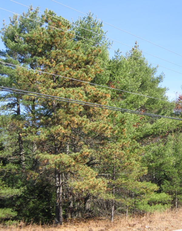Pinus_rigida_Pinus_strobus_fallcolor_FryeburgME_20091104_web Pitch Pine (left) with Eastern White Pines (right) near Fryeburg, Maine, November 4, 2009. Photo copyright David Sibley.