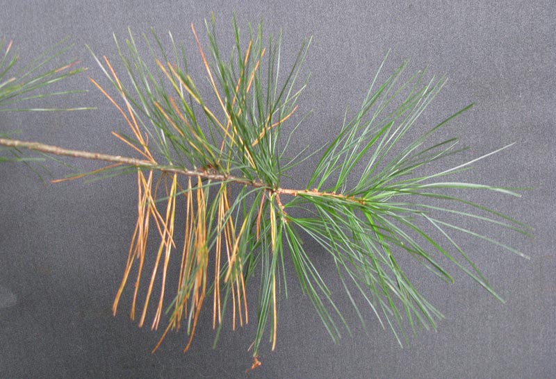Pinus_strobus_fallcolorConcordMA2 Pinus_strobus_fallcolorConcordMA2