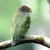 Quiz on Belizean Birds and Greater Coverts