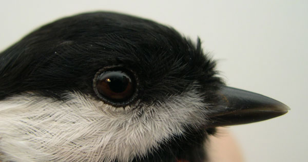 Poecile_atricapillus_ConcordMA_20061217g_cropweb