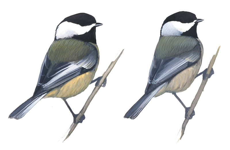 all about chickadees