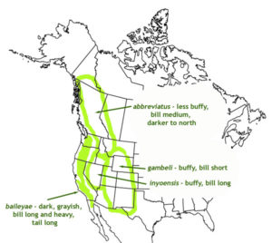 Poecile_gambeli_map_web