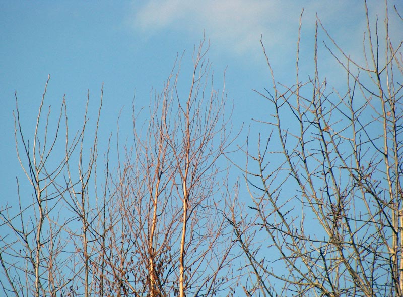 Populus_Betula_ConcordMA Populus_Betula_ConcordMA