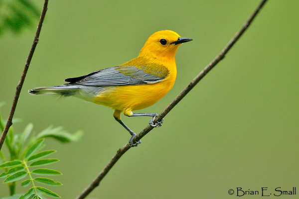Prothonotary-Warbler_T0B53211