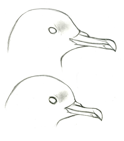 Puffinus_headshapes_edit_web