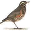 Distinguishing the subspecies of Redwing