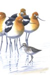 Avocets and Semipalmated Sandpiper