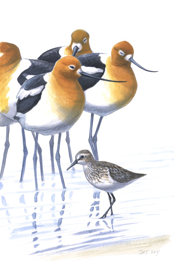 American Avocets with Semipalmated Sandpiper