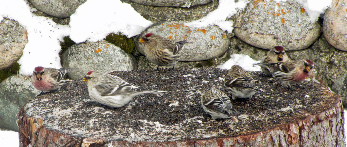 Redpoll_medley_01