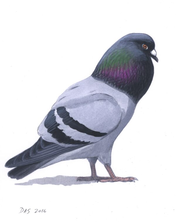 Rock Pigeon original art