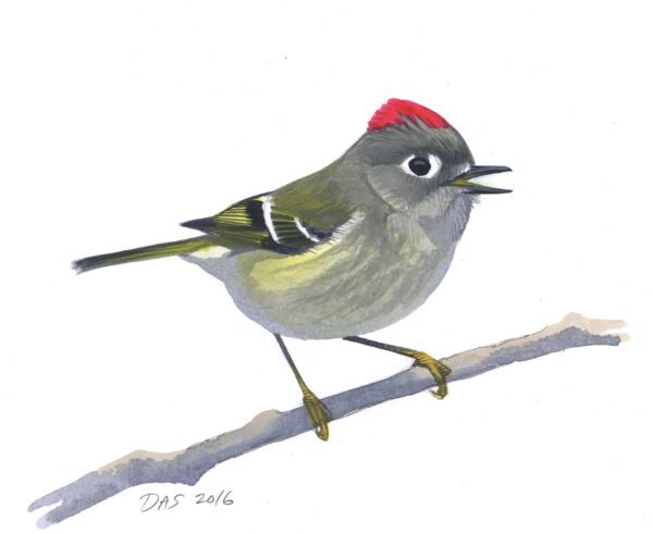 Ruby-crowned Kinglet