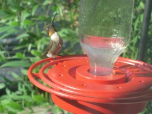 RubythroatedHummingbird_Masaharu_Ishii
