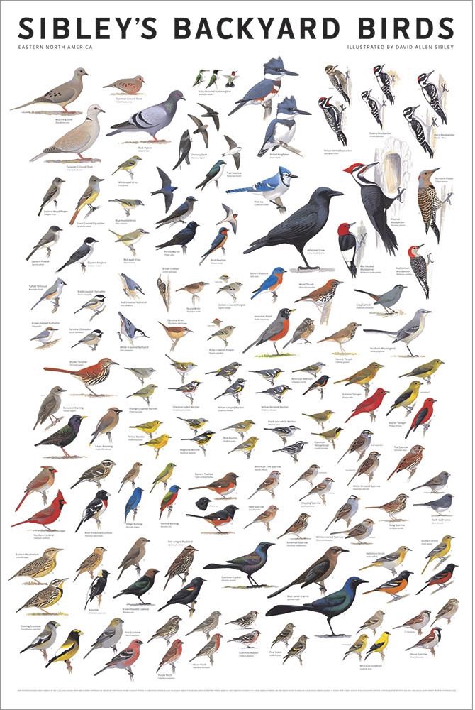 Sibley S Backyard Birds Eastern North America Poster Sibley Guides
