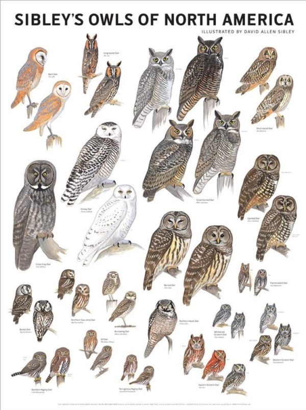 Sibley's Owls of North America Poster