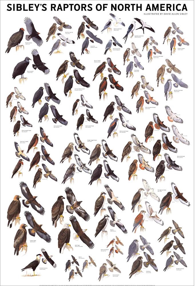 A List Of Birds Of Prey Or Raptors - WorldAtlas