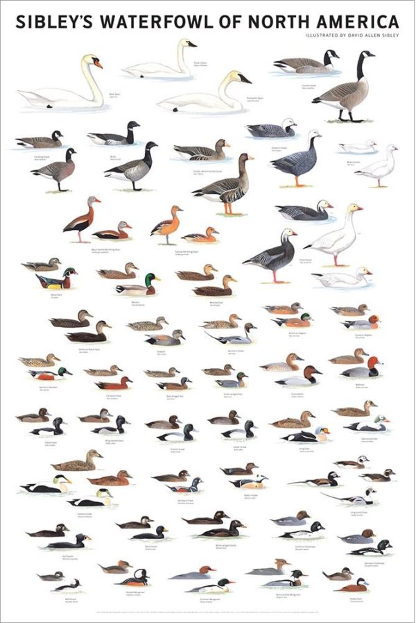 North American Duck Species Chart