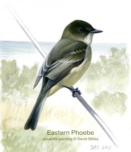 Eastern Phoebe