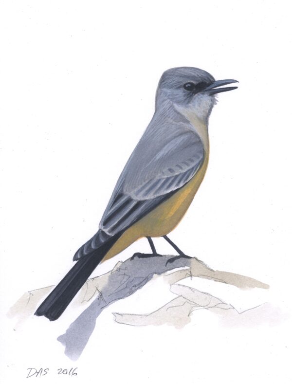 Say's Phoebe original art