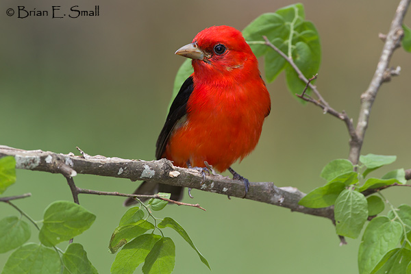 Scarlet Tanager