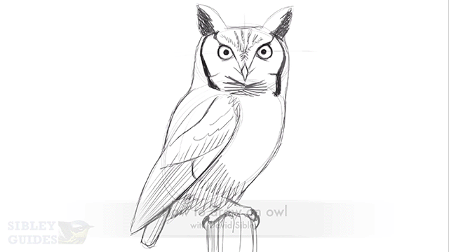 How to draw an owl – now online at Audubon – Sibley Guides