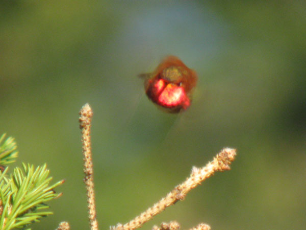 Selasphorus_rufus_PineButte_MT_06032009IMG_2456_web