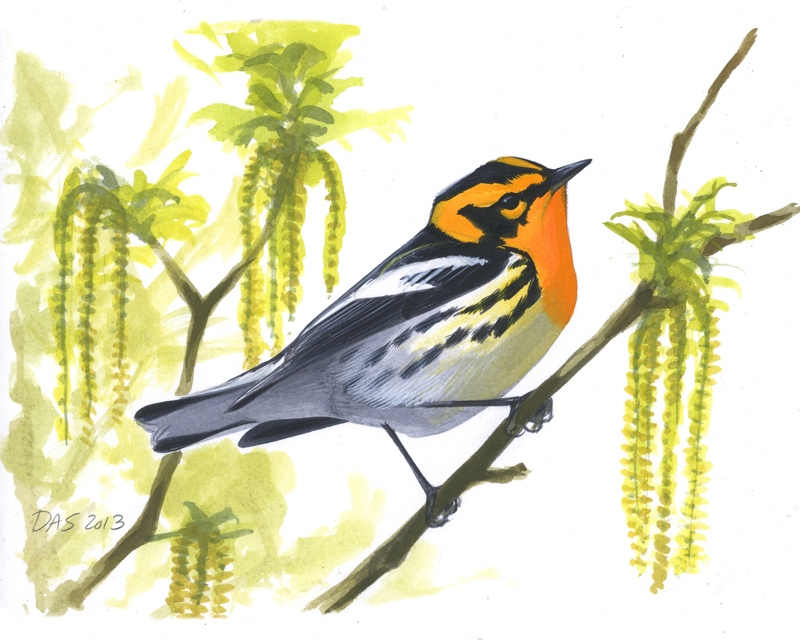 Male Blackburnian Warbler, now available as a limited edition 9 x 11 print