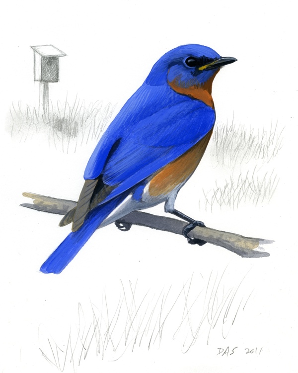 Male Eastern Bluebird