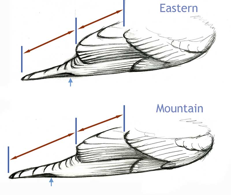 Sialia_wings