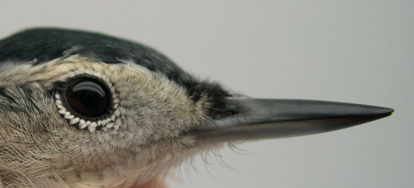 Sitta_carolinensis_ConcordMA_20040916b_cropweb