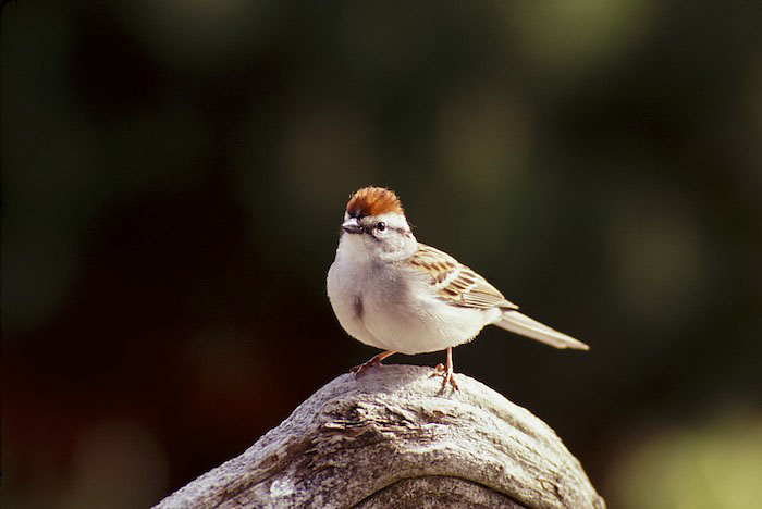 Chipping Sparrow 9137